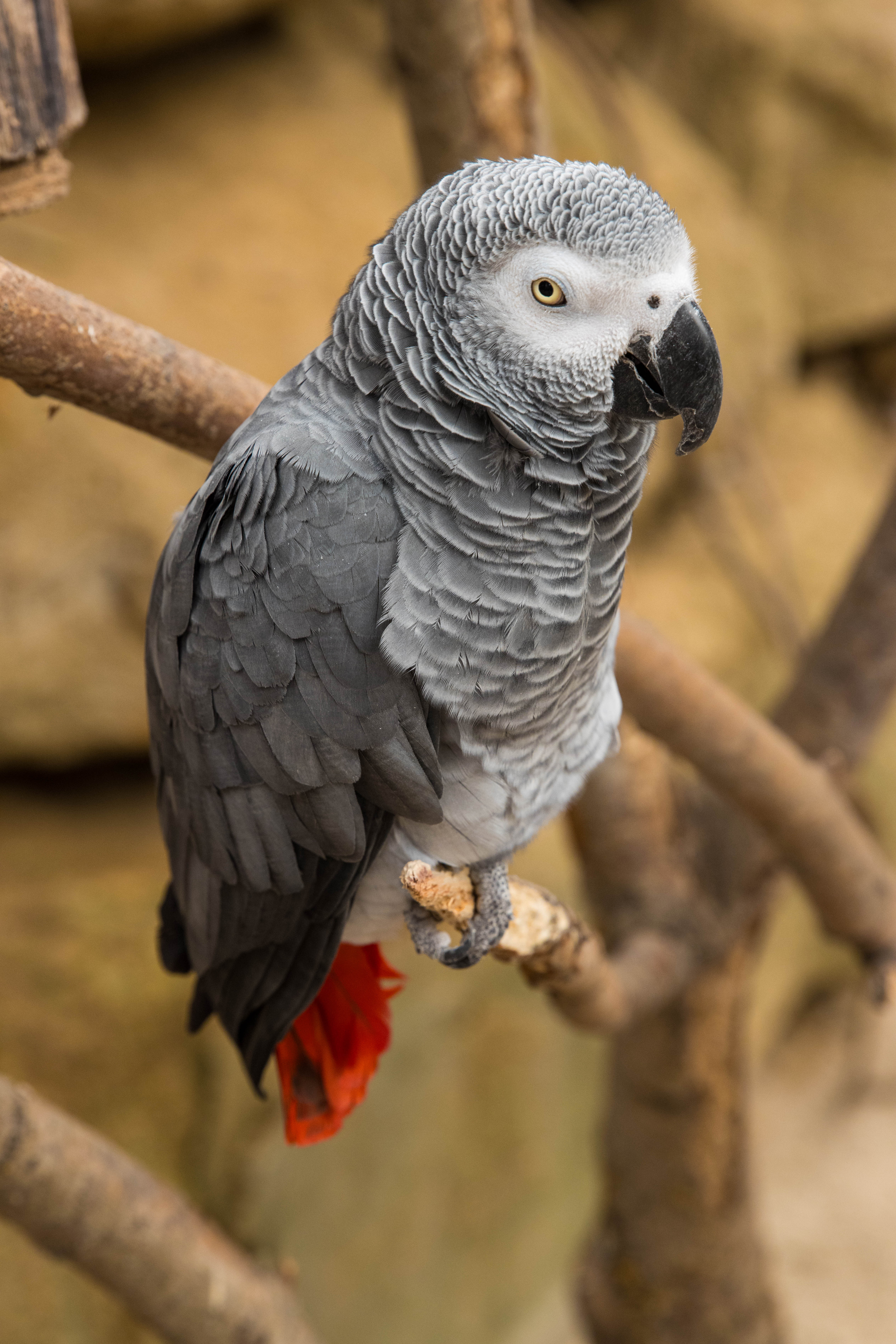 Perroquet gris du Gabon-_MG_7935.jpg